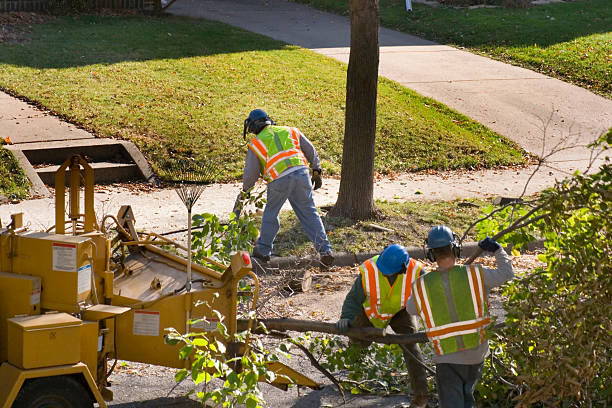 Reliable Torrance, CA Tree Removal and Landscaping Services Solutions